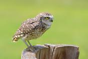 Holenuil (Athena cunicilaria) 6-2016 0657